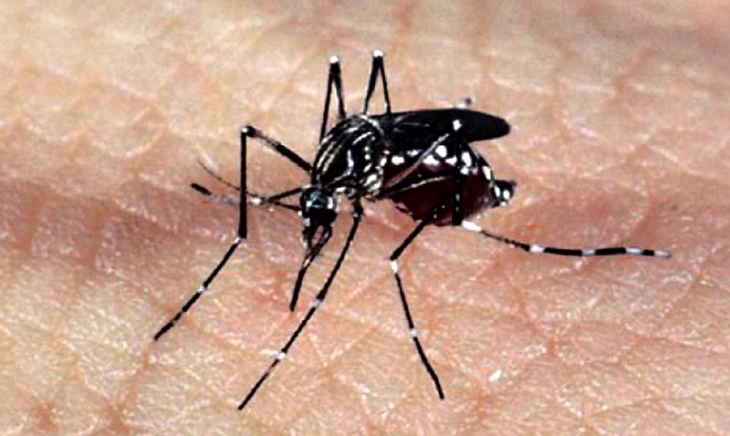Dengue - Foto: Agência Brasil